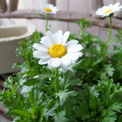 楽天市場】ノースポール（苗物｜ガーデニング・農業）：花・ガーデン