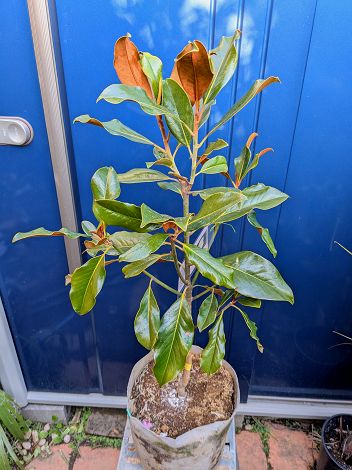 楽天市場】タイサンボク ケイパレス（花・ガーデン・DIY）の通販