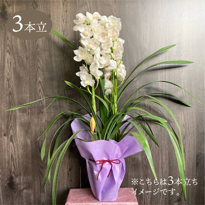 楽天市場】洋蘭 シンビジュームの通販