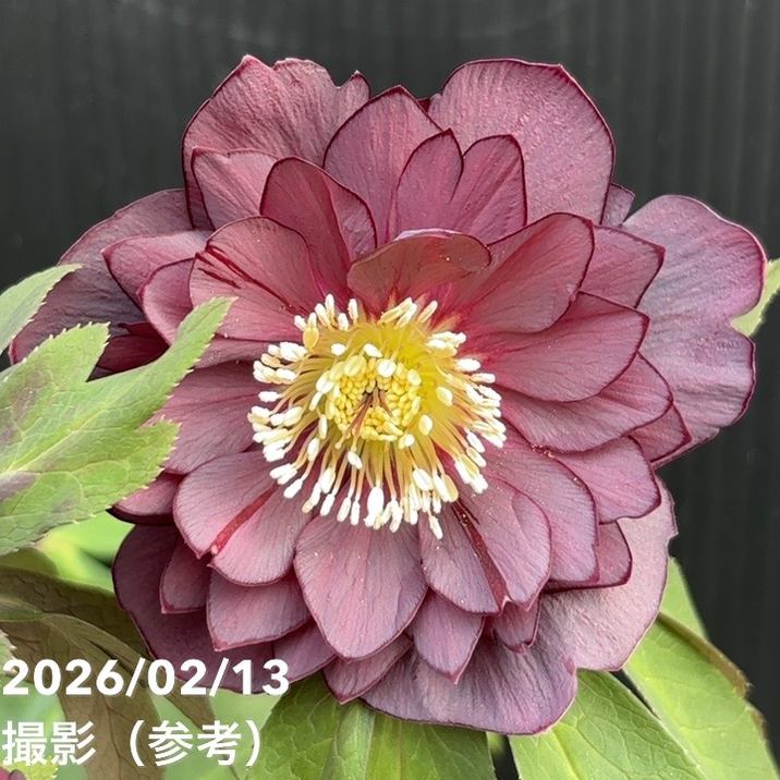 楽天市場】広瀬園芸 クリスマスローズ ソレイユの通販