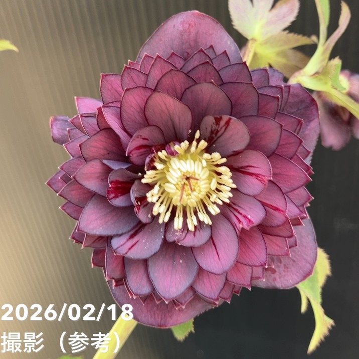 楽天市場】広瀬園芸 クリスマスローズ ソレイユの通販