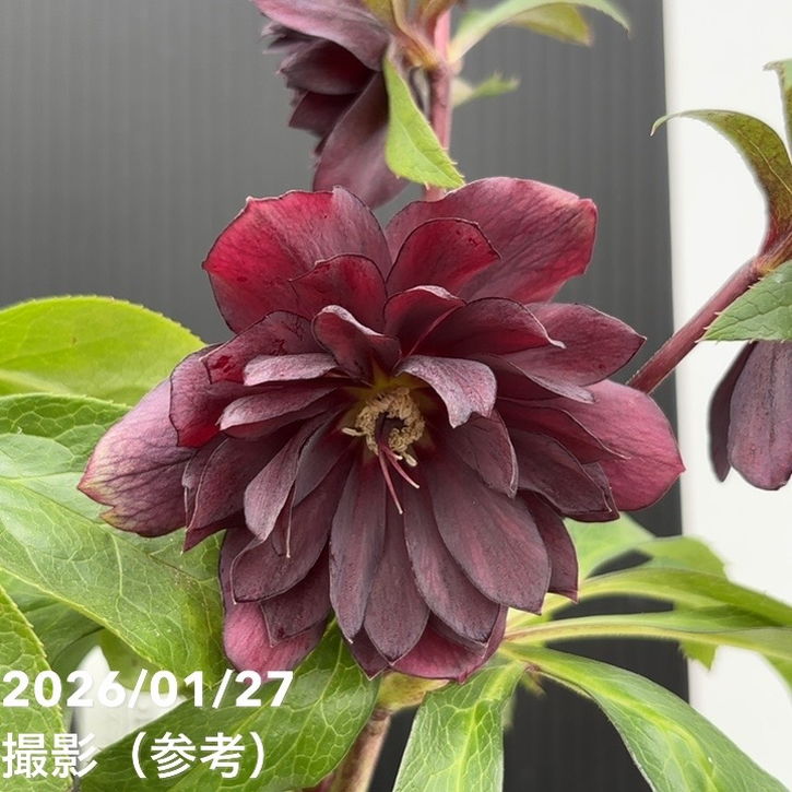 楽天市場】廣瀬園芸の通販