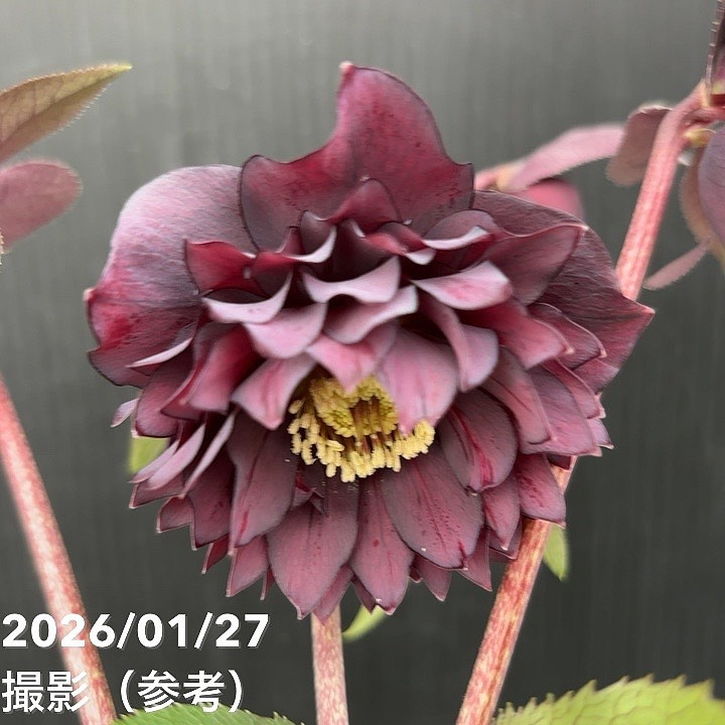 この後20時〜♪＊広瀬園芸さんのソレイユが販売されます♡ | ꧁癒しの庭꧂