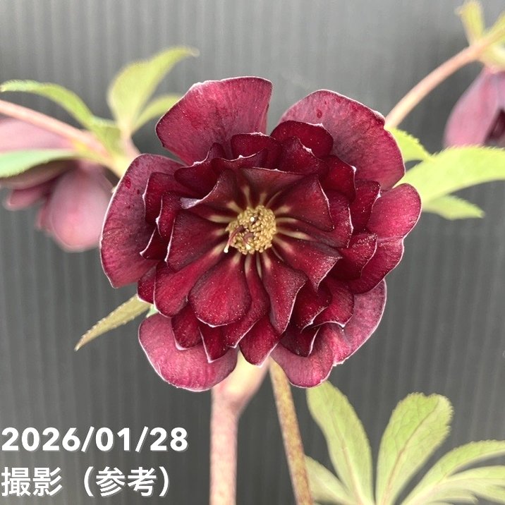 楽天市場】加藤農園 クリスマスローズの通販