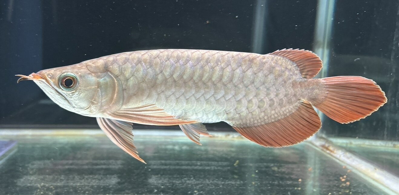 楽天市場】専門店 アロワナの通販