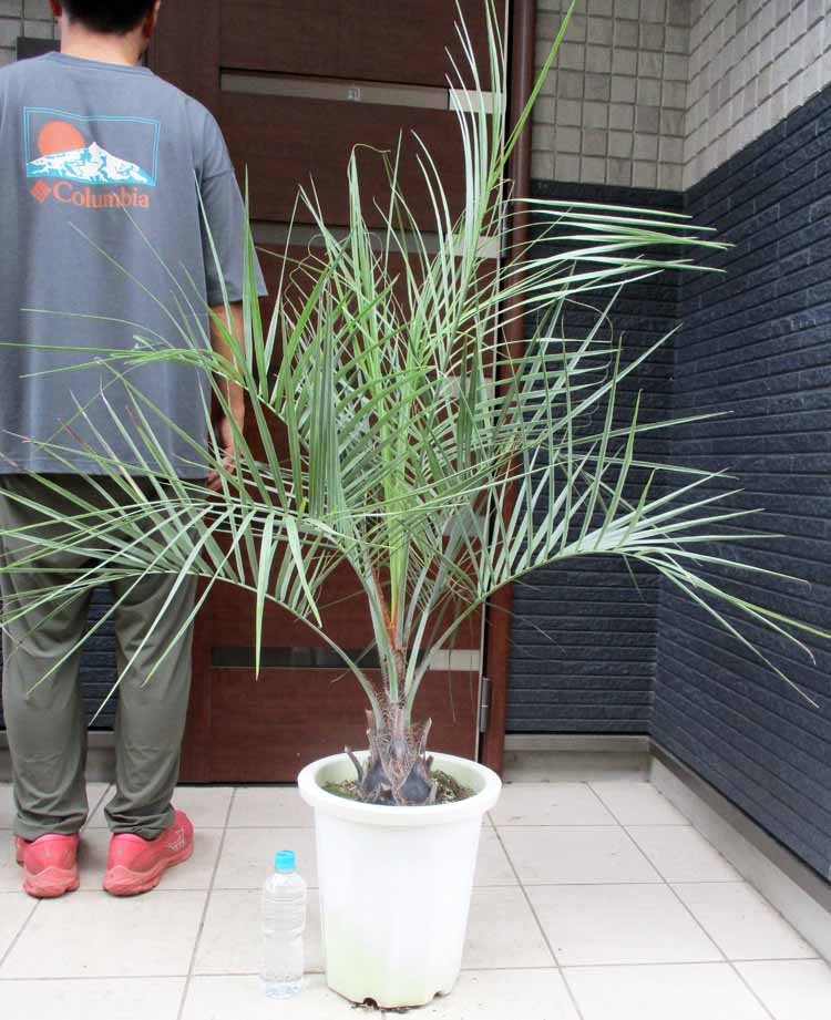 ココスヤシ (338) シルバーリーフ2株立ち ココスヤシ (338) シルバー