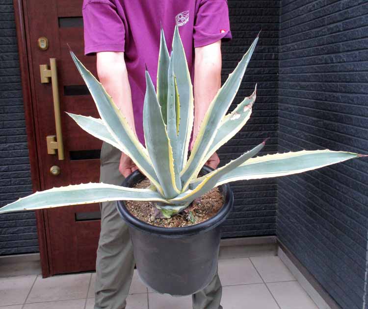 本日特価 アガベ アメリカーナ 特大株 2年半地植え 1m超 送料込み