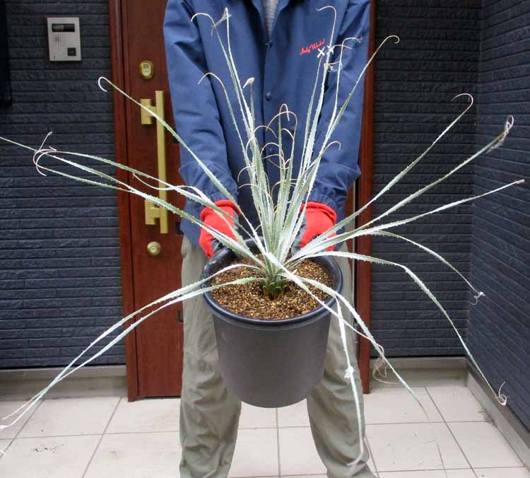 楽天市場】ダシリリオン（観葉植物｜花・観葉植物）：花・ガーデン