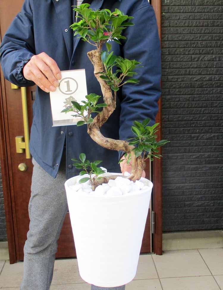 楽天市場】ガジュマル 8号 昇り竜の通販