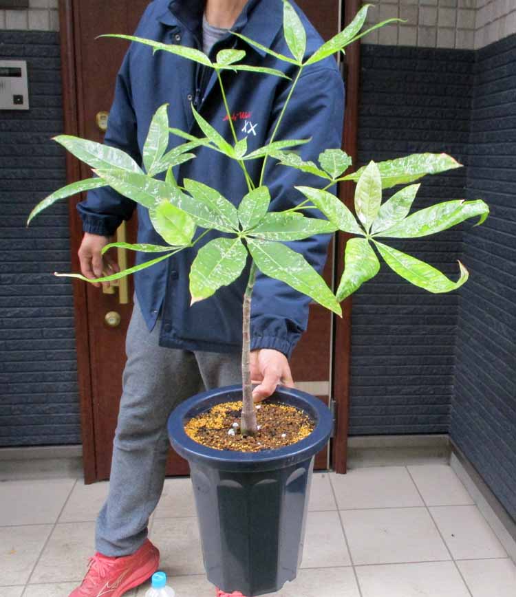 楽天市場】パキラ 斑入り 実生の通販