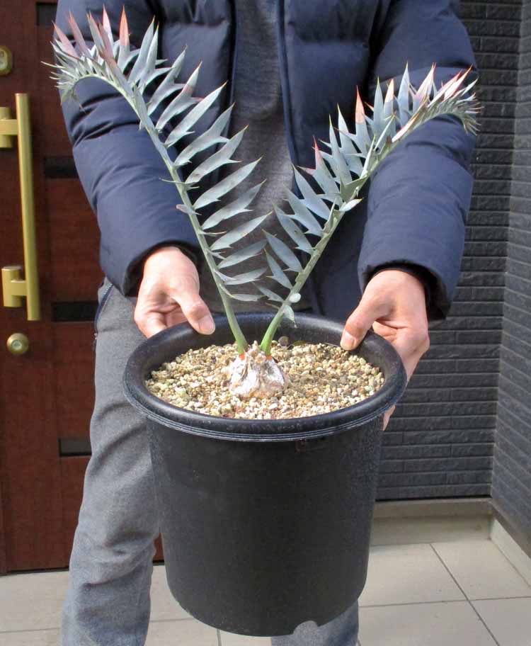 楽天市場】エンセファラルトスの通販