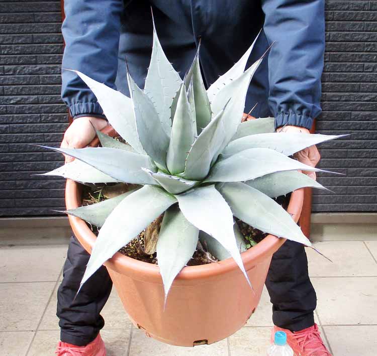 楽天市場】ドライガーデン（サイズ（植木鉢）10 ～ 12号）の通販