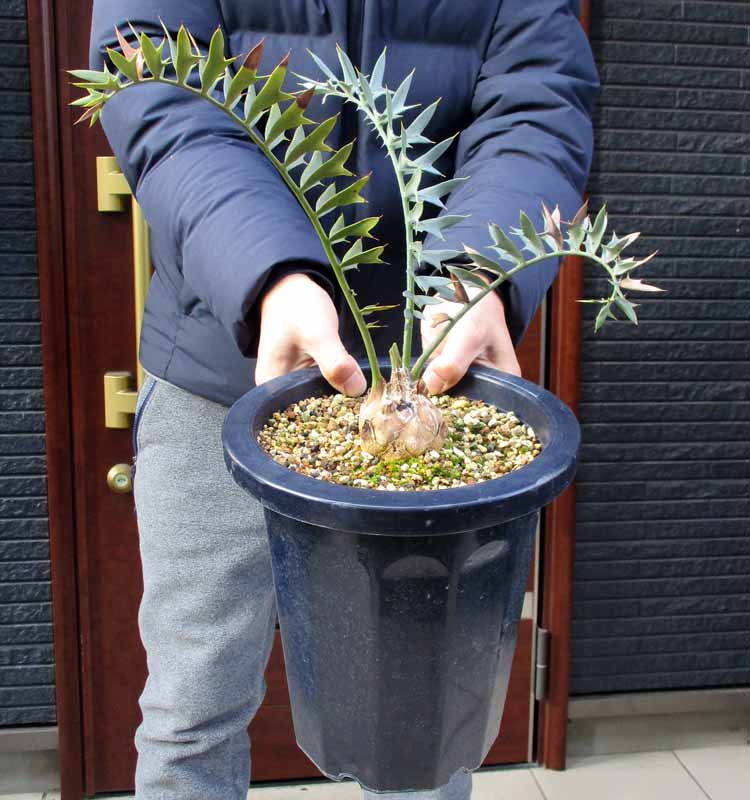 楽天市場】エンセファラルトスの通販