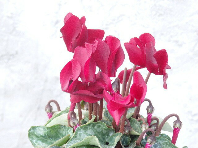 楽天市場】シクラメンセールの通販