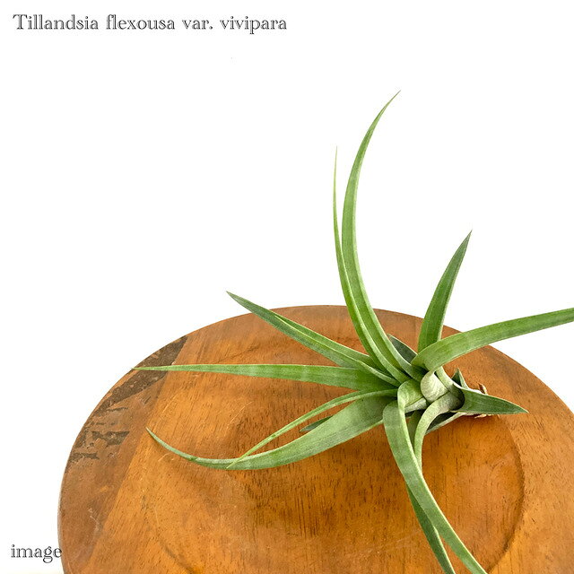 楽天市場】エアープランツ フレクスオーサの通販