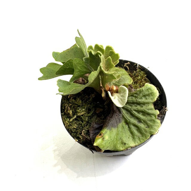 ビカクシダ セット 金童 OMG ホワイトギズモ リドレイドワーフ