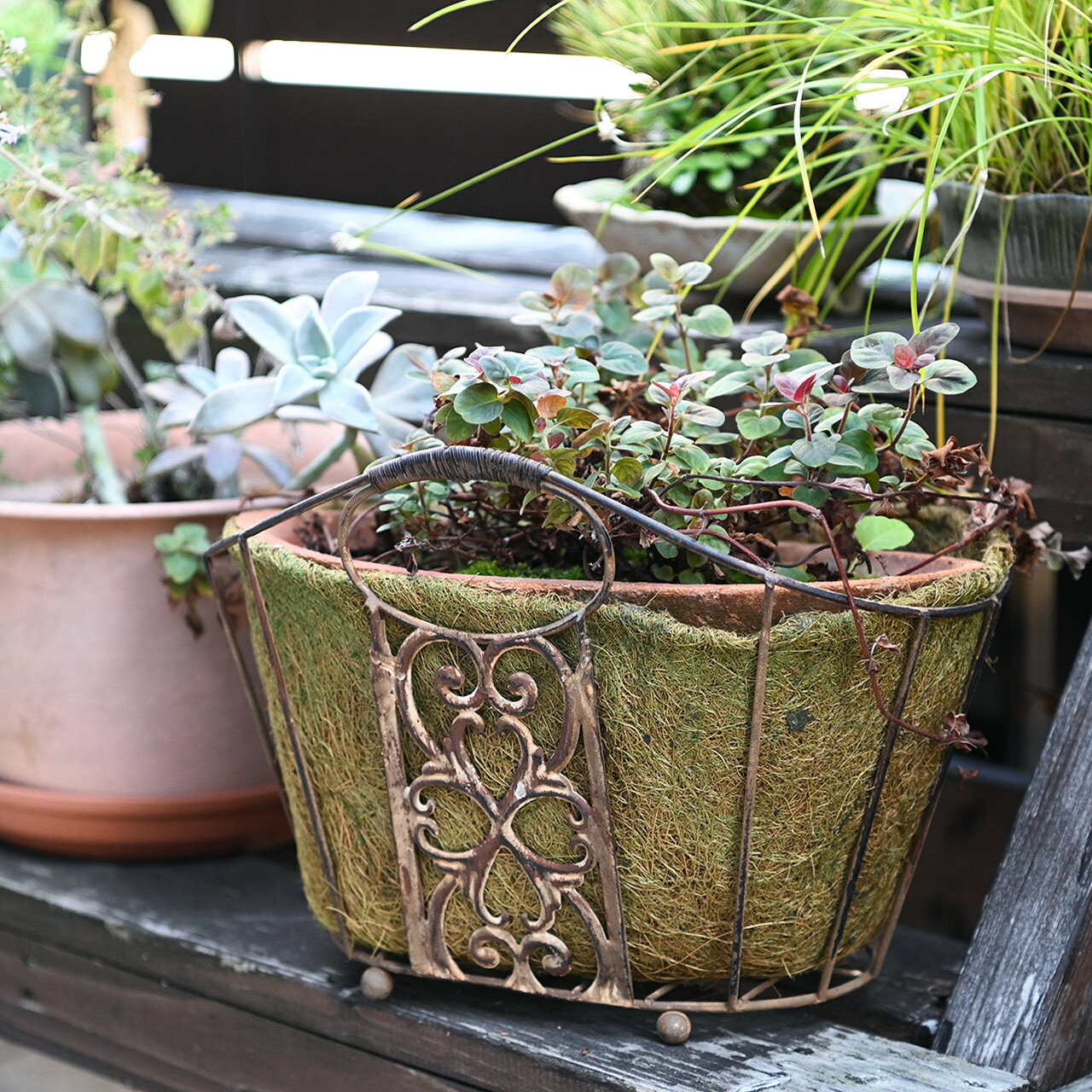 楽天市場】ワイヤーバスケット（ガーデニング・農業｜花・ガーデン