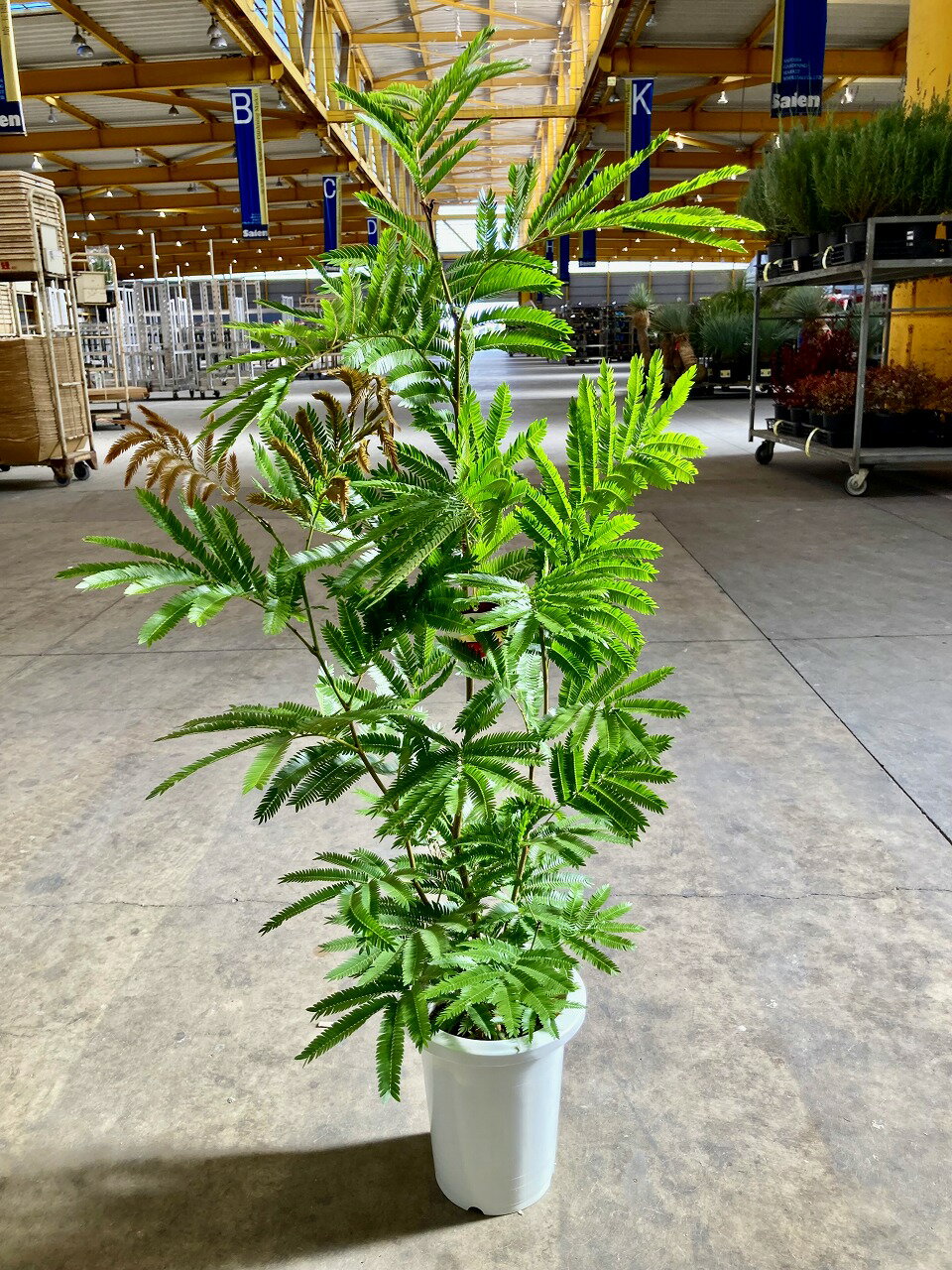 楽天市場】エバーフレッシュ（サイズ（植木鉢）7 ～ 9号）（観葉植物