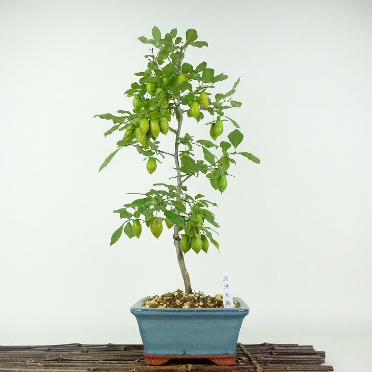 楽天市場】老爺 柿 オス 木の通販