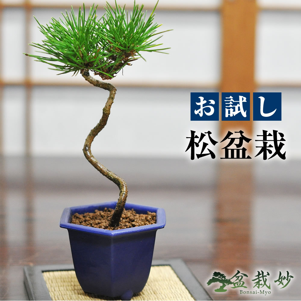 楽天市場】面白い（盆栽｜花・観葉植物）：花・ガーデン・DIYの通販