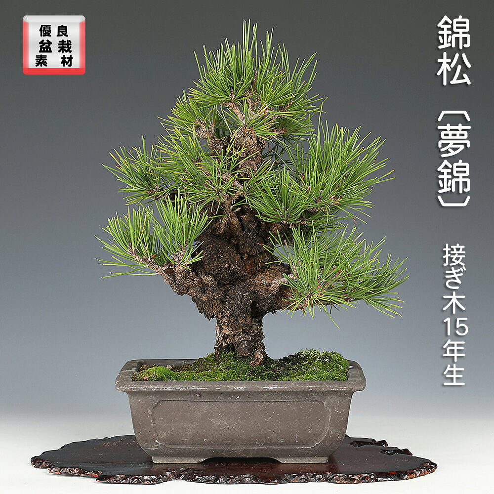 楽天市場】錦松 盆栽の通販