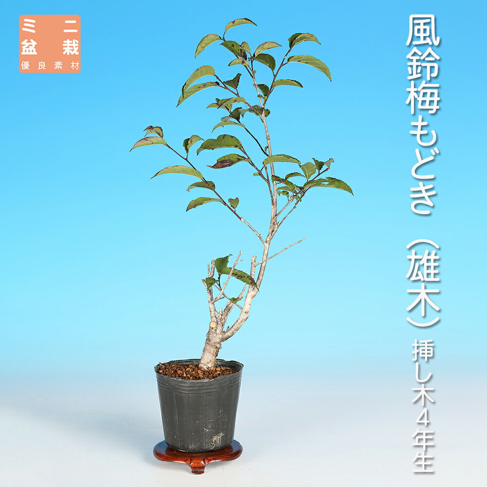 楽天市場】盆栽 梅もどき 雄木の通販