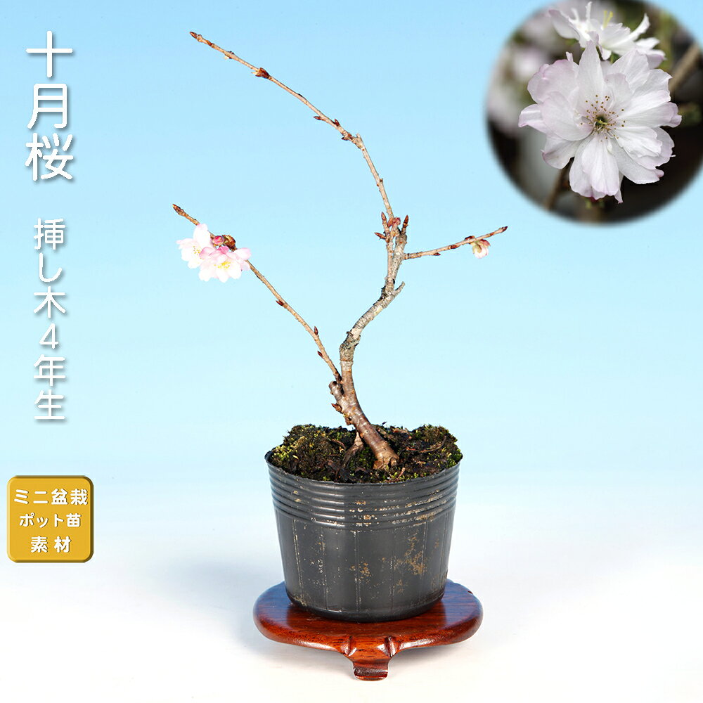 楽天市場】十月桜 盆栽の通販