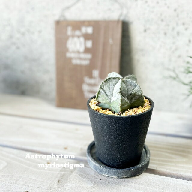 楽天市場】碧瑠璃ランポー玉の通販