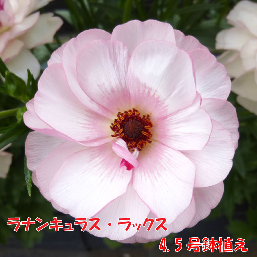 楽天市場】ラナンキュラス 鉢の通販