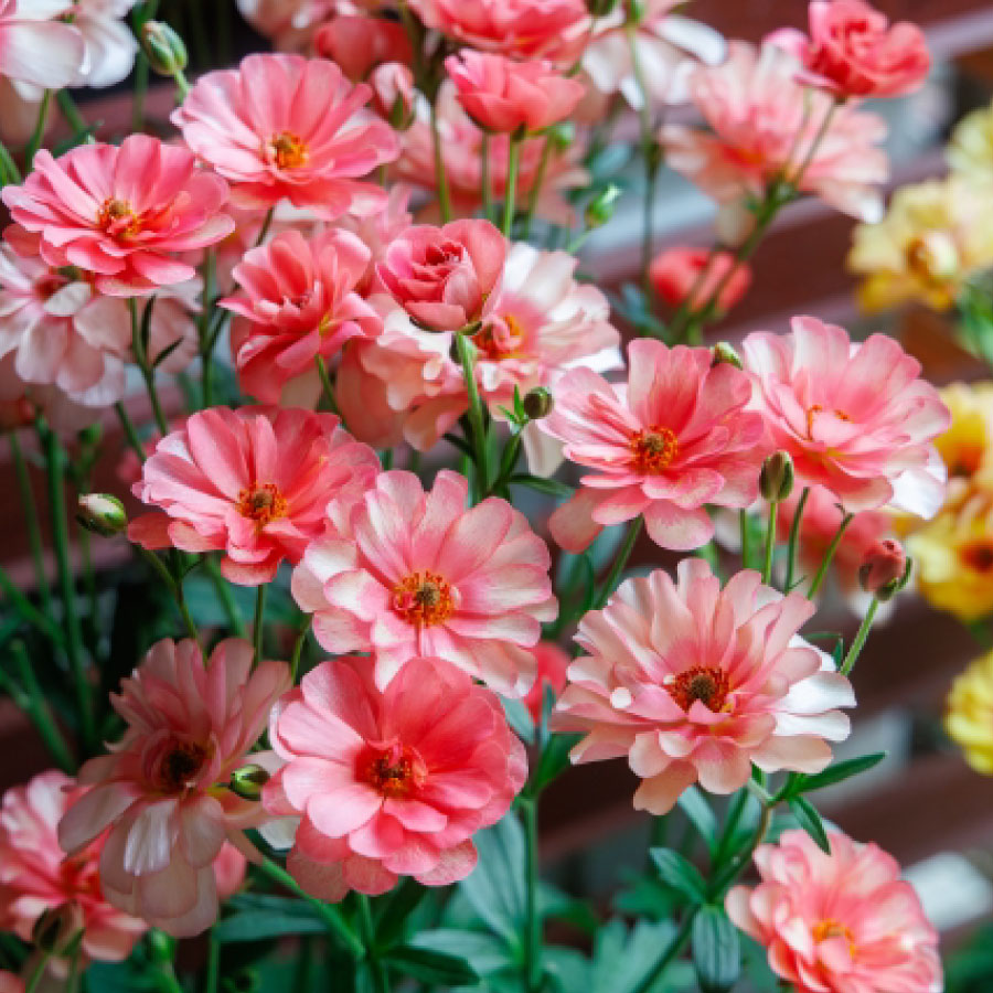 楽天市場】ラナンキュラスラックスの通販