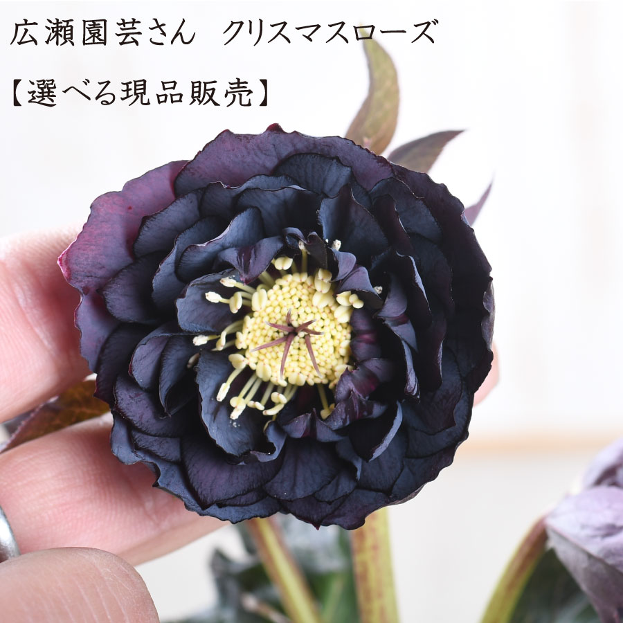 楽天市場】クリスマスローズ 広瀬園芸の通販