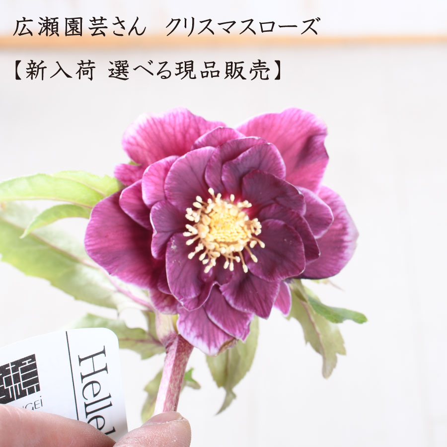楽天市場】広瀬園芸 クリスマスローズの通販
