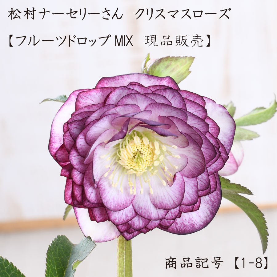 楽天市場】小輪 クリスマスローズの通販