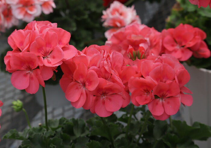 楽天市場】希少 ゼラニウムの通販