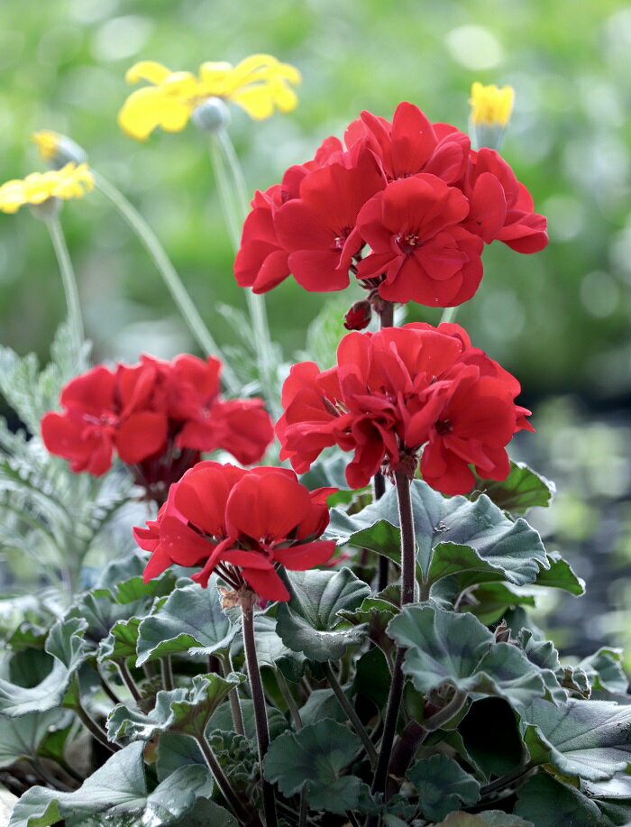 楽天市場】ゼラニウム 苗（花の苗物｜苗物）：ガーデニング・農業<花