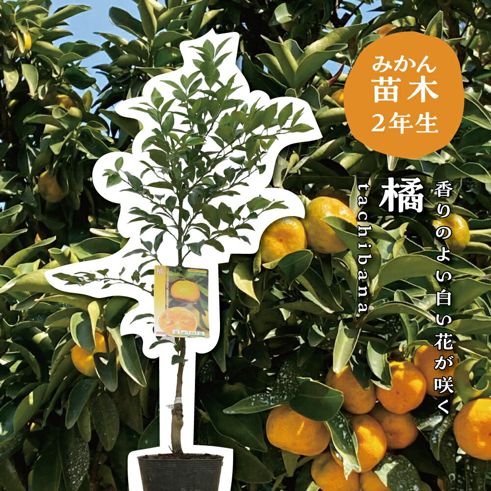 楽天市場】タチバナ 苗の通販