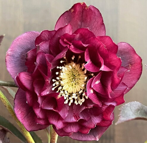 楽天市場】広瀬園芸 クリスマスローズの通販