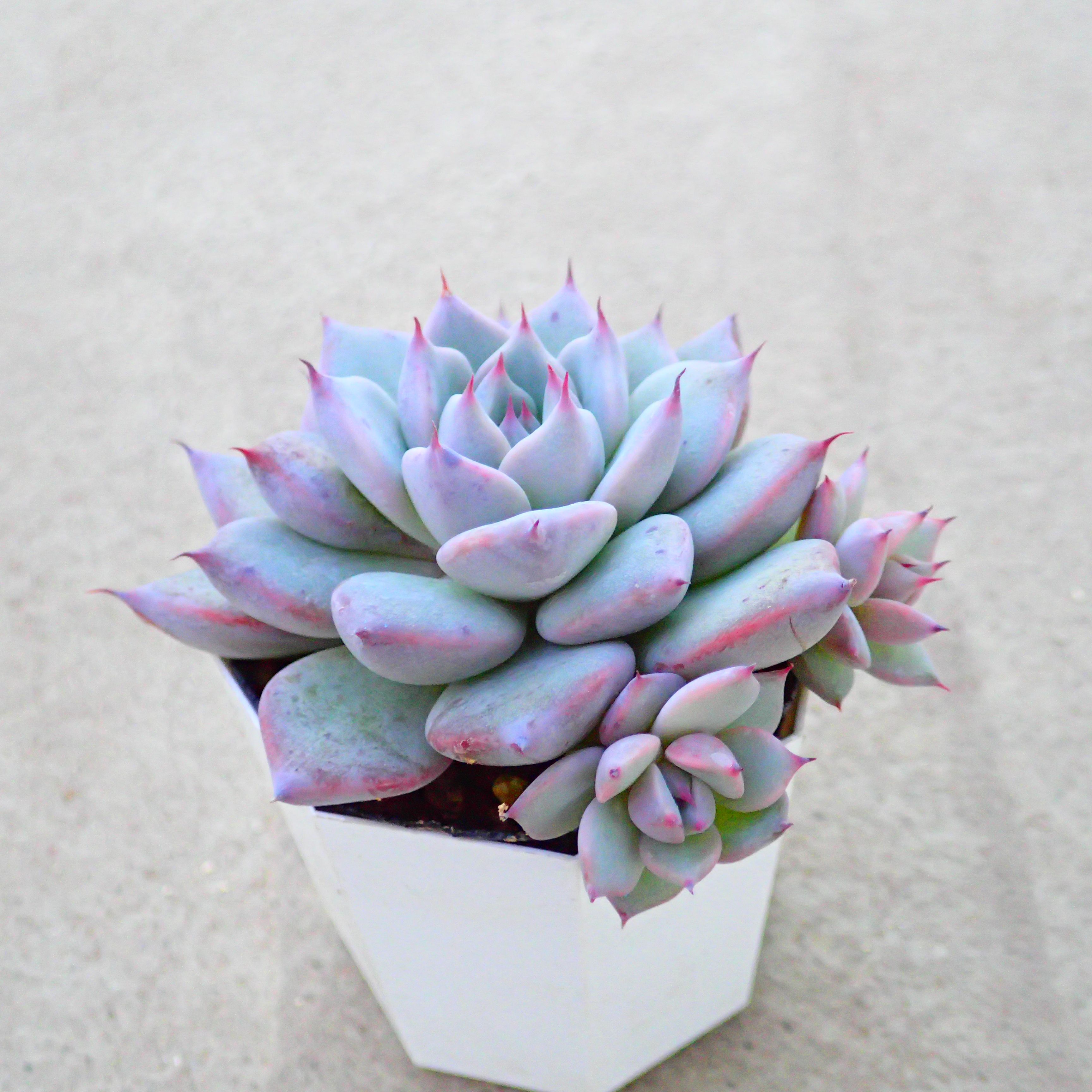 楽天市場】多肉植物 リンゼアナの通販