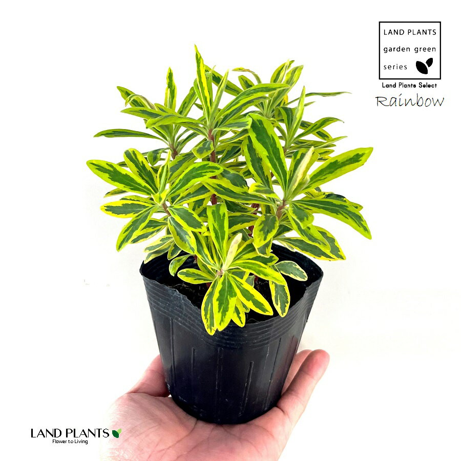 楽天市場】ユーフォルビア 種類の通販