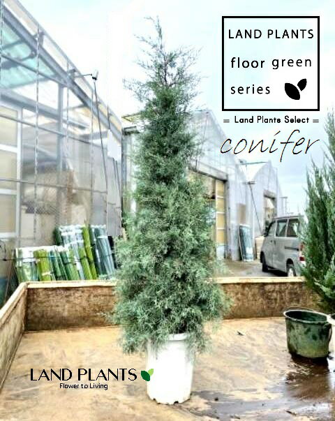 楽天市場】コニファー ブルーアイス 販売の通販