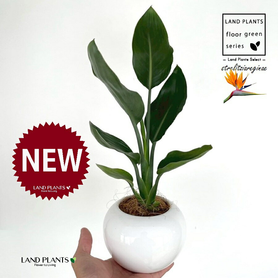 楽天市場】ストレリチア レギネ 陶器鉢の通販