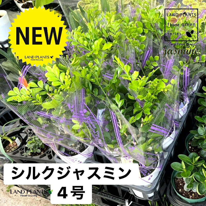 楽天市場】シルクジャスミン（サイズ（植木鉢）4 ～ 6号）（花・観葉