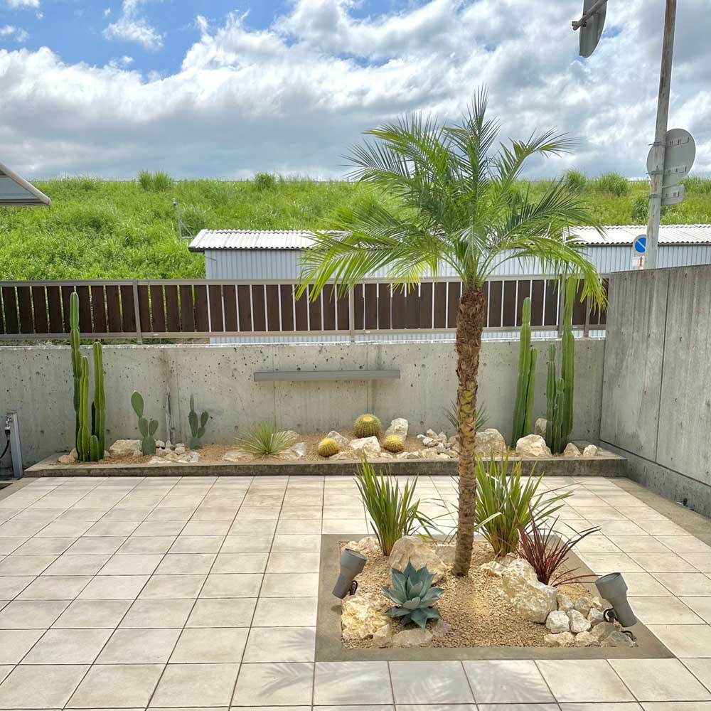 楽天市場】ドライガーデン（種類（植物）ヤシ）の通販