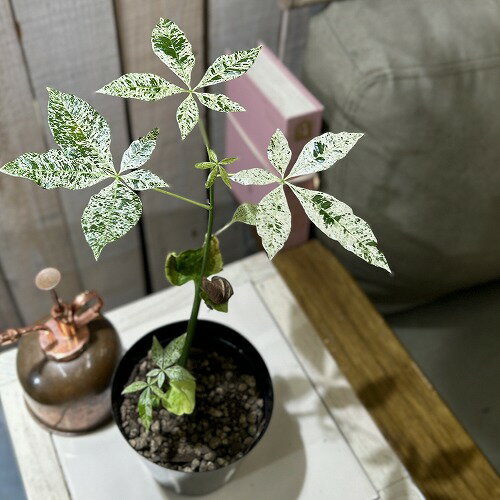 楽天市場】パキラ 斑入り 実生の通販