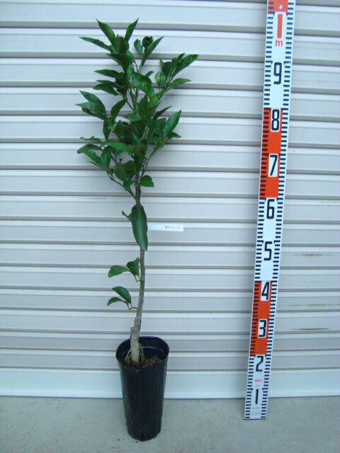 楽天市場】星タンゴール 苗の通販