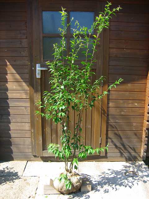 楽天市場】ハイノキ（植木｜ガーデニング・農業）：花・ガーデン・DIY