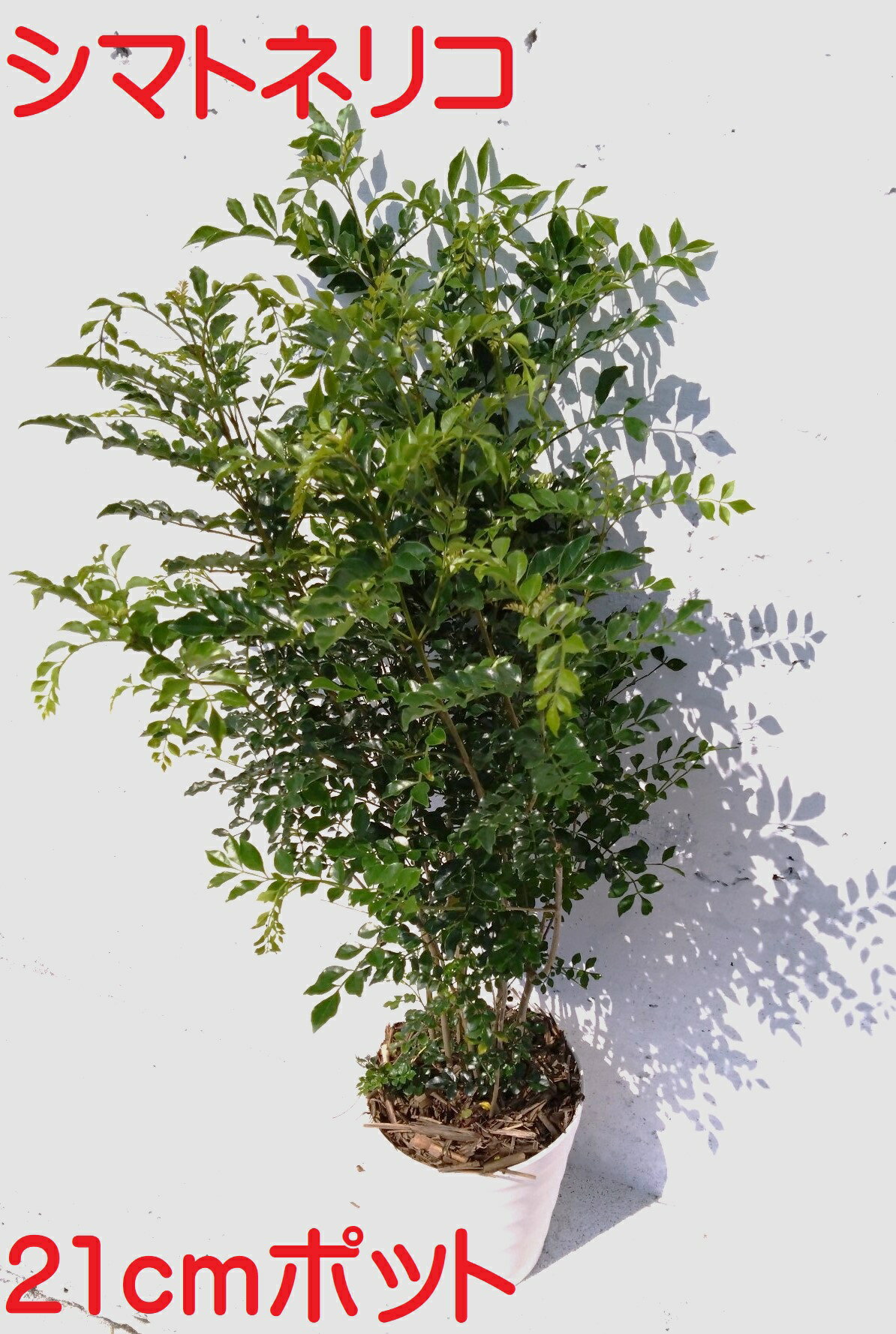 楽天市場】シマトネリコ 1本の通販