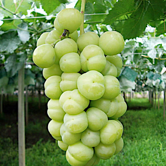 楽天市場】瀬戸 ジャイアンツ 苗の通販