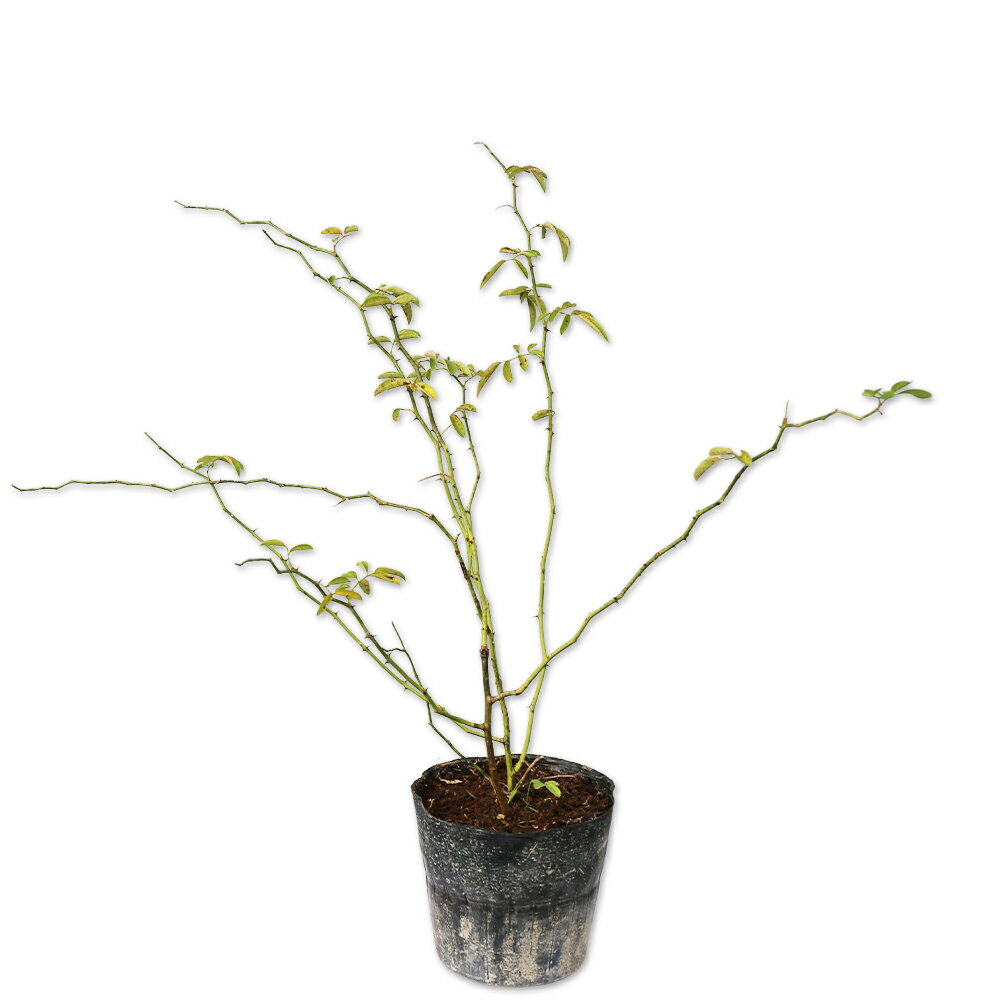 楽天市場】バラ 台木の通販