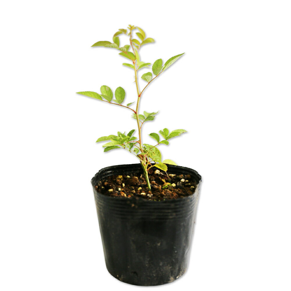 楽天市場】バラ 接ぎ木 台 木の通販